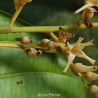 Shorea lissophylla Thwaites